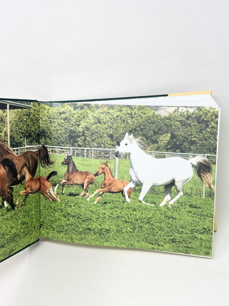 The Kellogg Arabian Ranch: A Celebration of the Kellogg Cal Poly Pomona Arabian