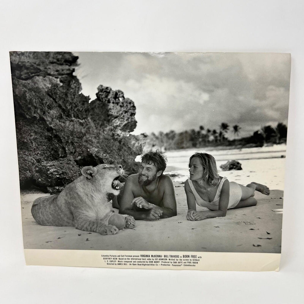 1966 Born Bree Original  Movie Lobby Card Virginia McKenna Bill Travers