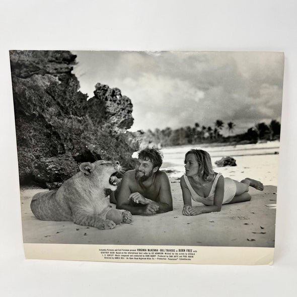 1966 Born Bree Original  Movie Lobby Card Virginia McKenna Bill Travers
