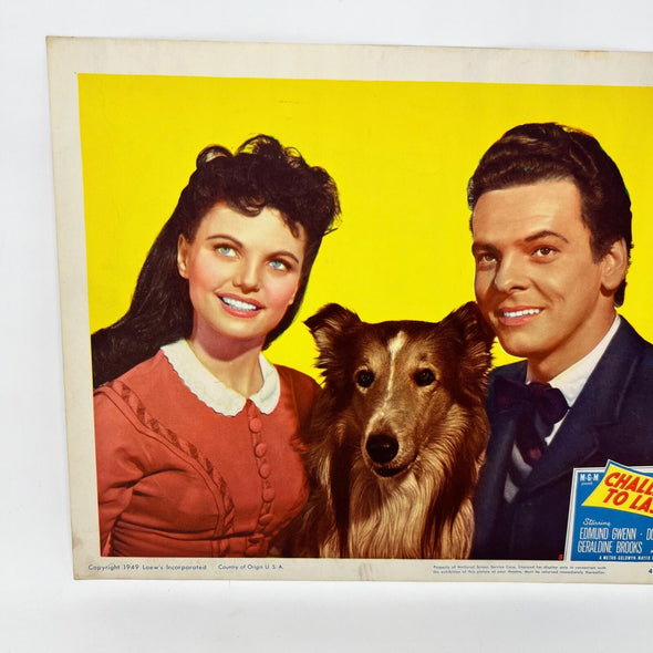 1949 Challenge To Lassie Movie Lobby Card (b)