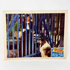 1949 Challenge To Lassie Movie Lobby Card (d)