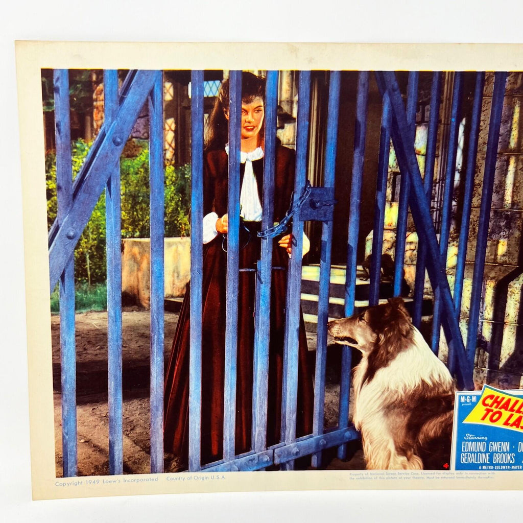 1949 Challenge To Lassie Movie Lobby Card (d)