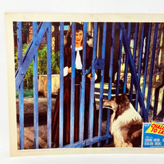 1949 Challenge To Lassie Movie Lobby Card (d)