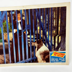 1949 Challenge To Lassie Movie Lobby Card (d)