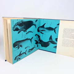 1968 The Whale Simon and Schuster Hardcover First Pringint