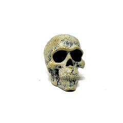 Neca Teenage Mutant Ninja Turtles  Leonardo Hunchback Skull Loose Only