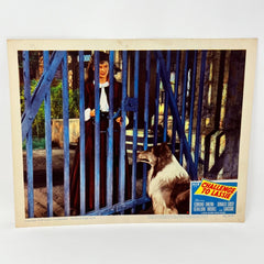 1949 Challenge To Lassie Movie Lobby Card (d)