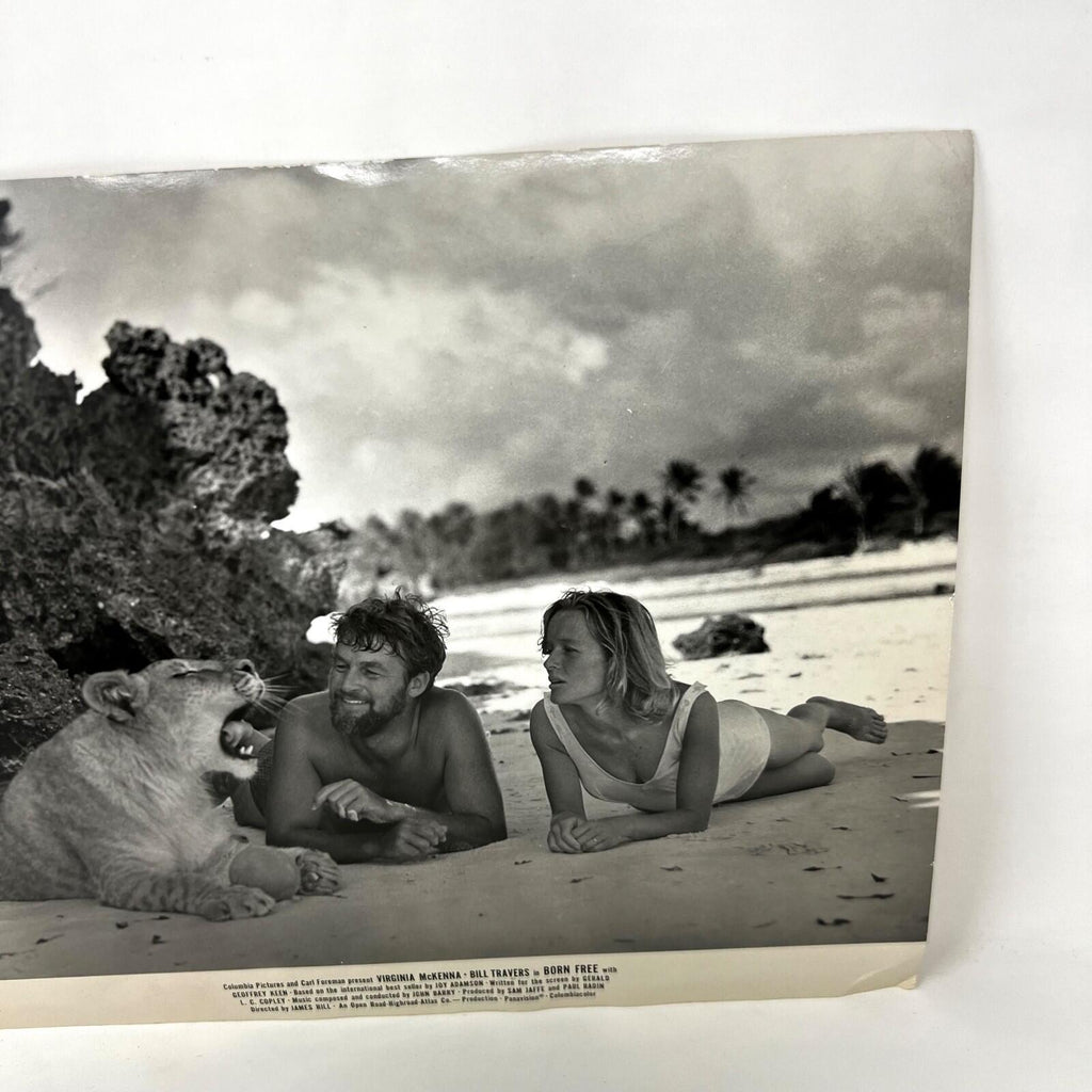 1966 Born Bree Original  Movie Lobby Card Virginia McKenna Bill Travers