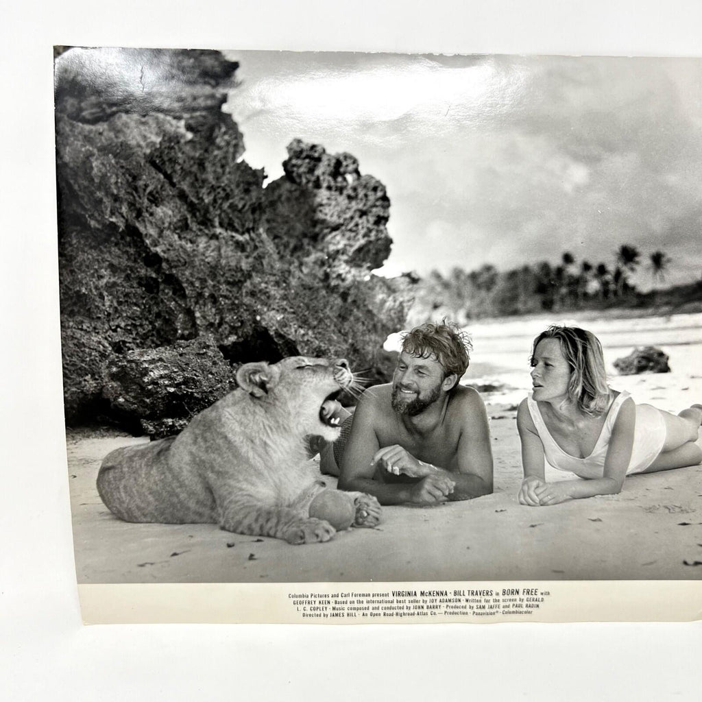1966 Born Bree Original  Movie Lobby Card Virginia McKenna Bill Travers