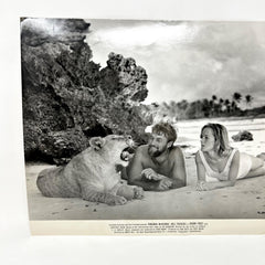 1966 Born Bree Original  Movie Lobby Card Virginia McKenna Bill Travers
