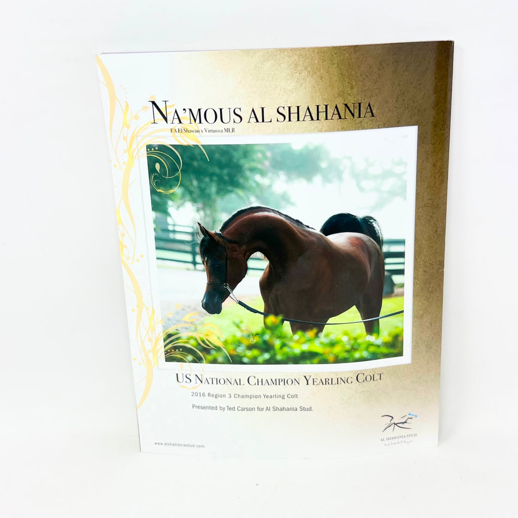 Arabian Horse World November 2016 Vo 57 No.2 Horse Magazine