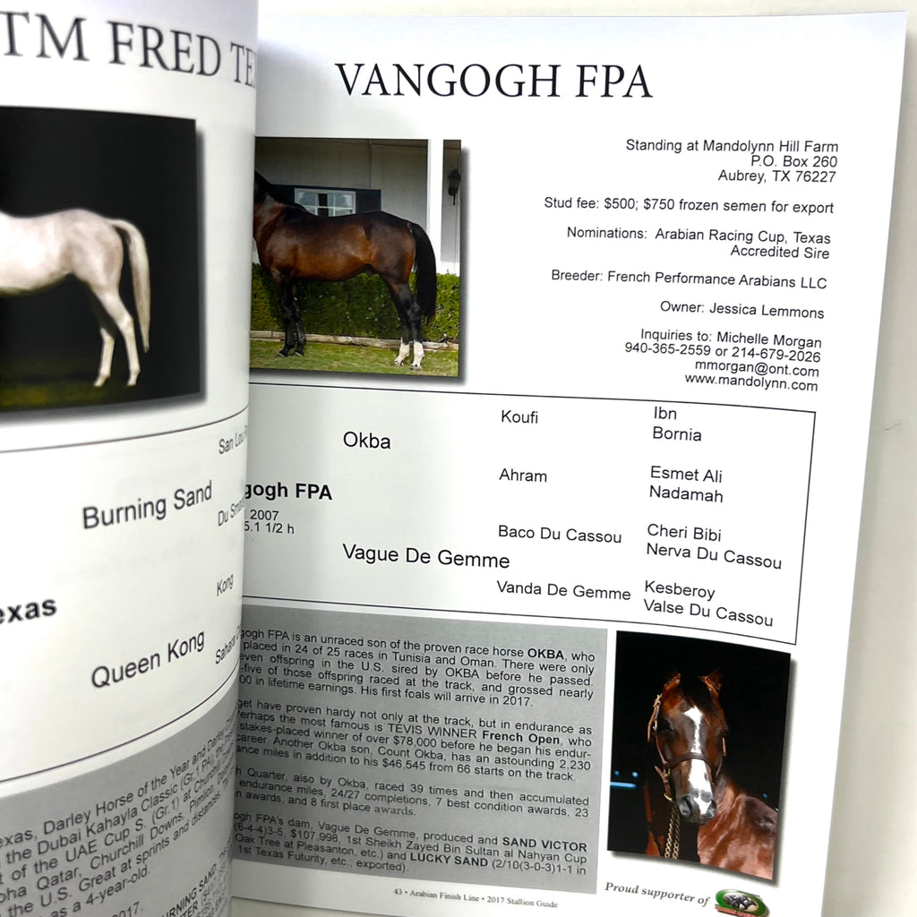 2017 Purebread Arabian Stallion Gide Arabian Finish Line