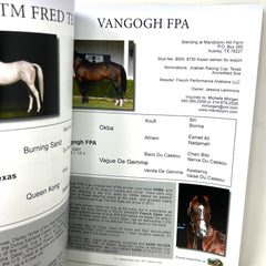 2017 Purebread Arabian Stallion Gide Arabian Finish Line