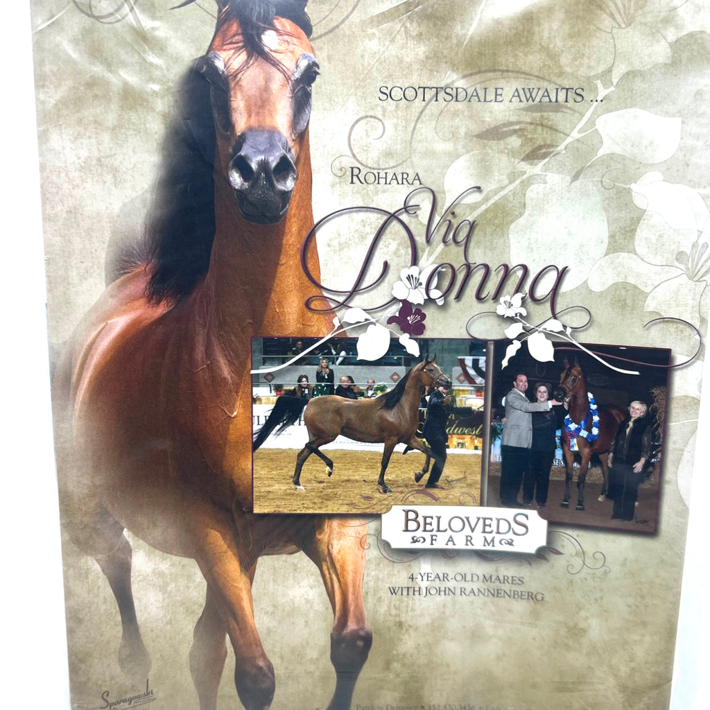 Arabian Horse World January 2014 Vol. 54 No.4 Horse Magaizne