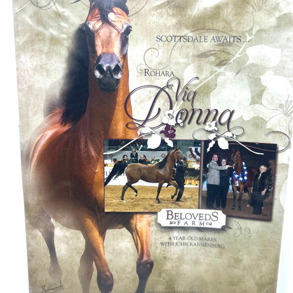 Arabian Horse World January 2014 Vol. 54 No.4 Horse Magaizne