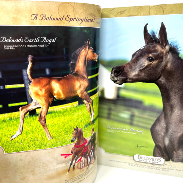 Arabian Horse Times magazine 2016 Issue 5 Volume 46 No. 12 Moaiz Al Baydaa Cover