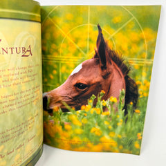 Arabian Horse World Quarterly Vol. 4 No.4 Fall 2001 Old Dominion Ride Sandybrook